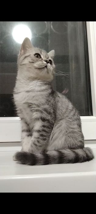 Девочка. Скоттиш страйт.