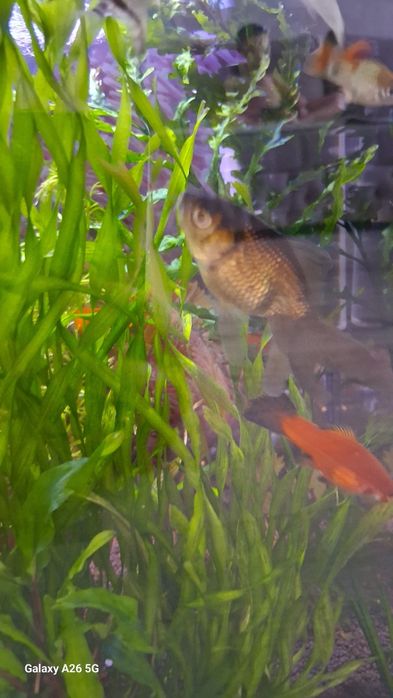 Продам золотых рыбок