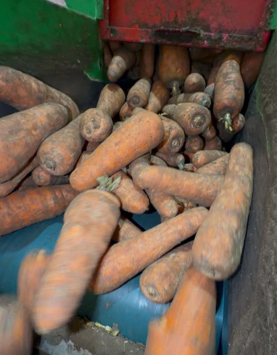 Продам картофель морковь