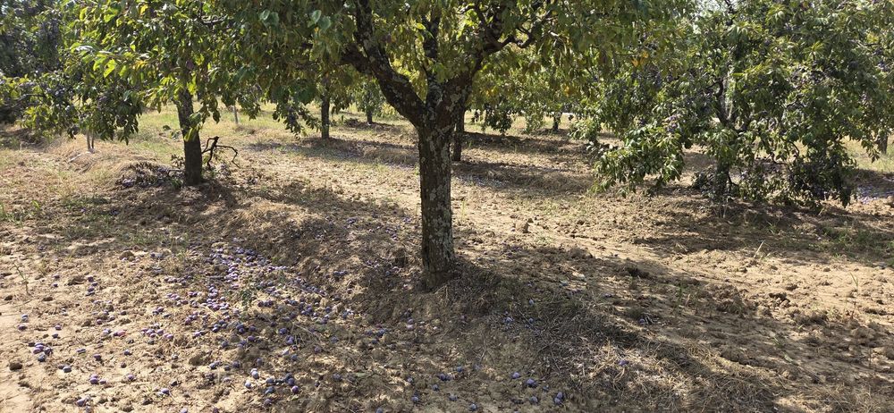Prune pentru toți !