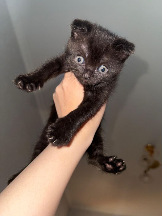 Продам котят в хорошие руки