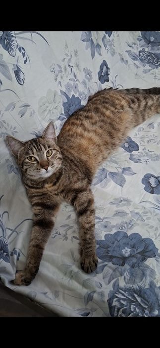 Мурлыка кошечка Мурочка в добрые руки!