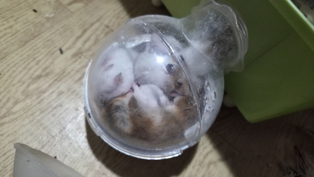 Хомяки хамстеры милые