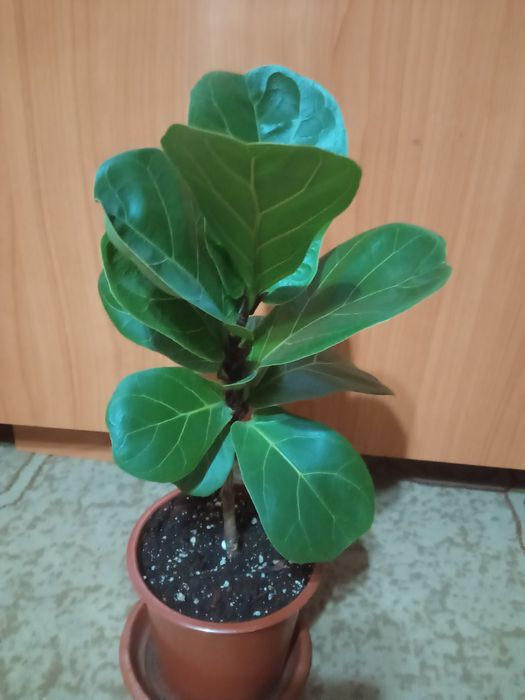 Фикус лирата, калатея