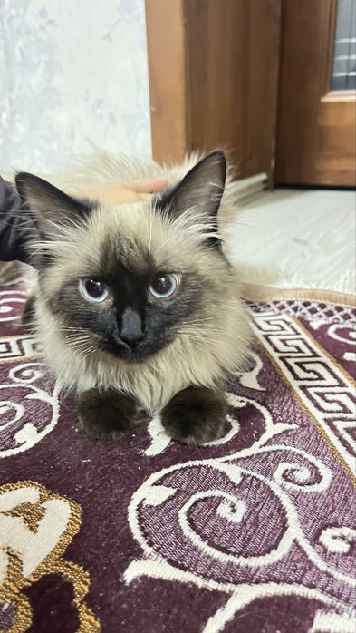 Сиамская мысық  .