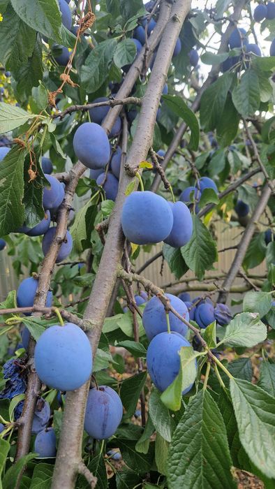 Dulceață de prune