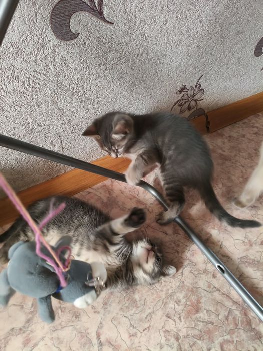 Котята милашки...