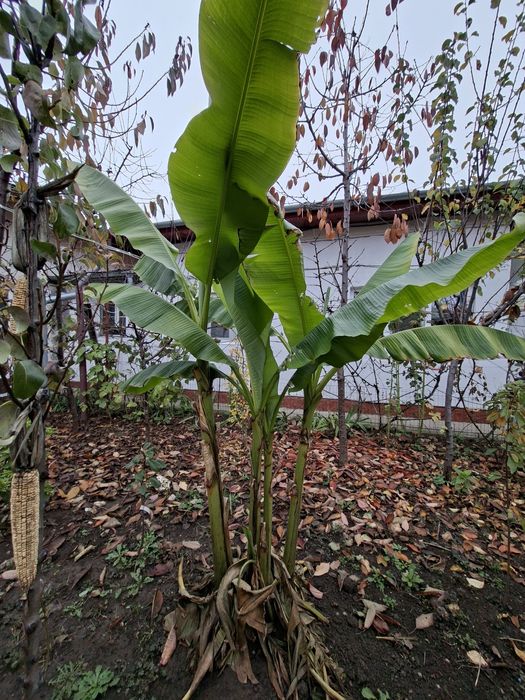 Vând bananier musa tropicana