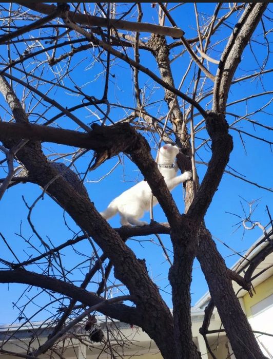 Sotiladi zotli mushuk.skottish fold.o'gil bola