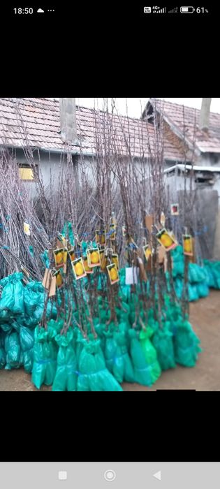 Vând  pomi fructiferi în cantități mari, laur englezesc,