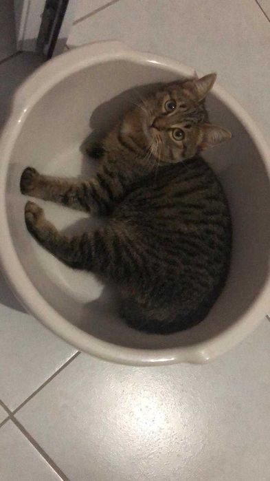 Кастрированный домашний котик