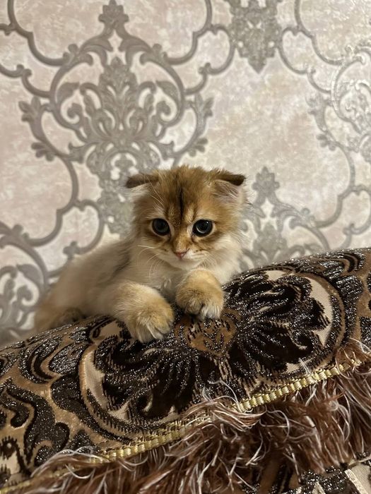 Мушук сотилади ! Зотдор