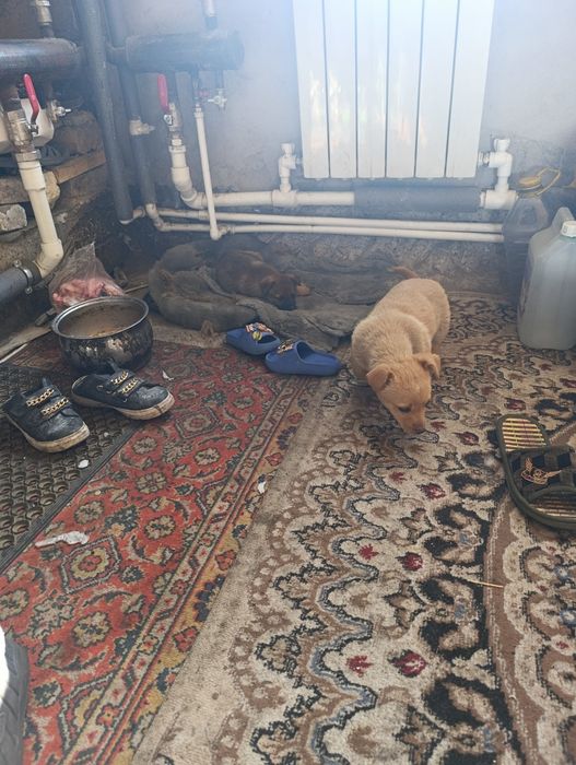 Верные друзья  помогите найти дом малышам