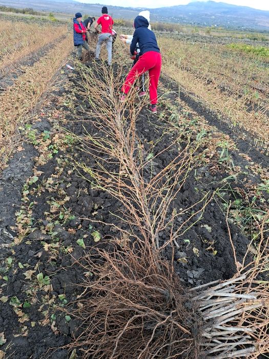Butași viță de vie altoită si hibridă anul 3 de vegetație Certificați