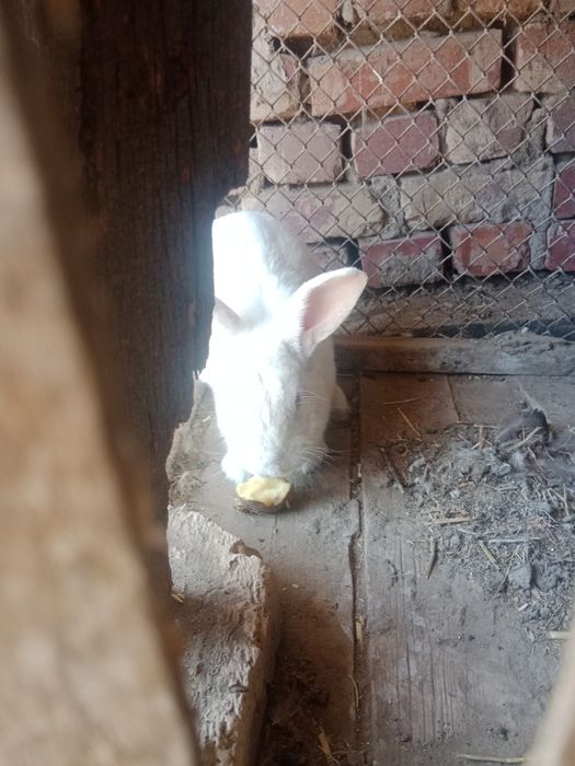 Продам кролика самец