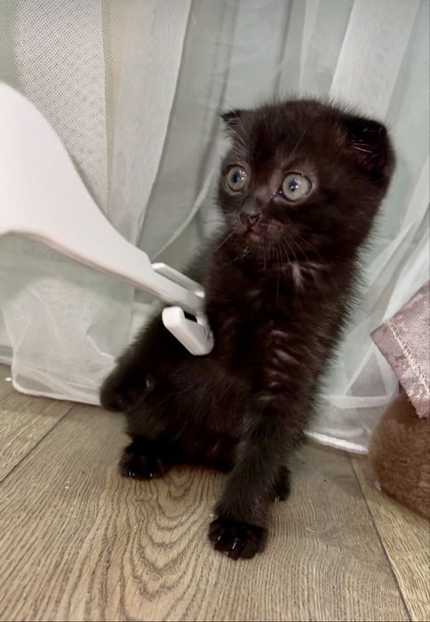 Котенок декочка вислоухая