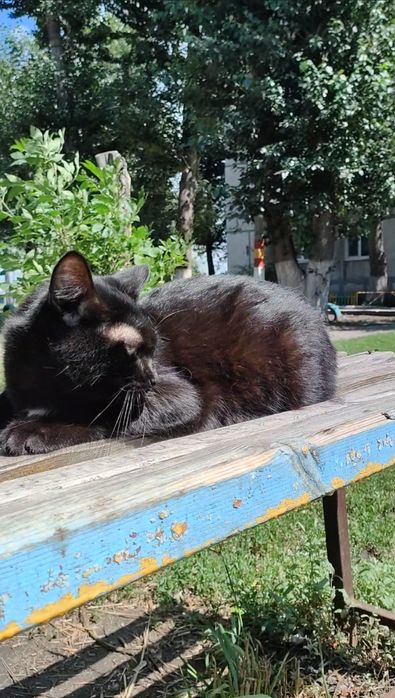 Кот, молоденький, ласковый.