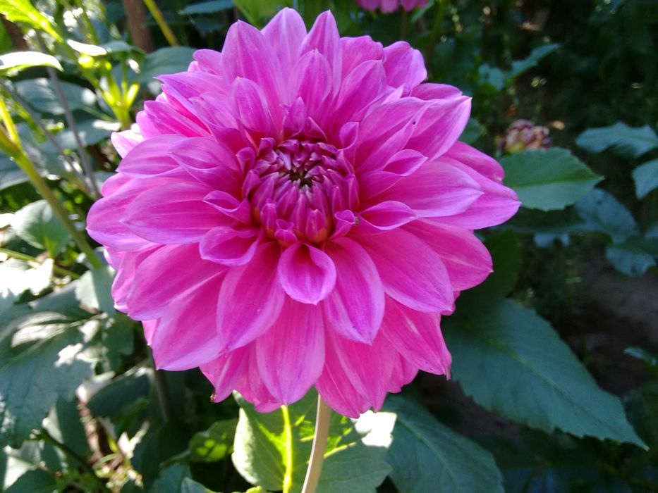 Продавам грудки от далии (гергини)