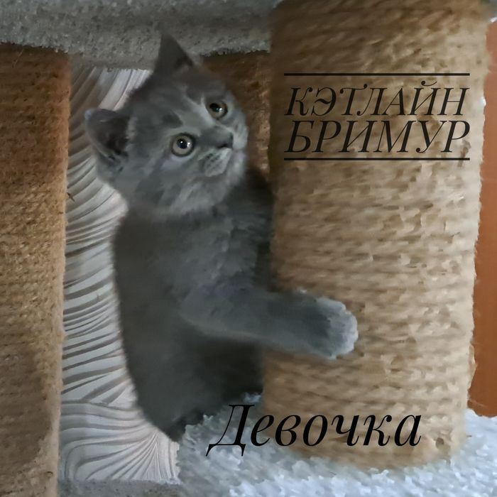 Британские котята из питомника!