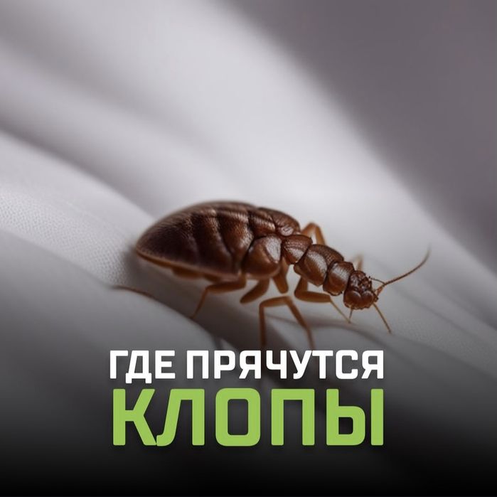Tez yordam — Klop, Tarakan, Bedbug Dezinfeksiya Navoiy