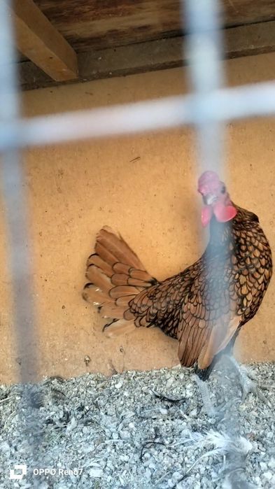 Zaltoy seberak xoʻroz sotiladi