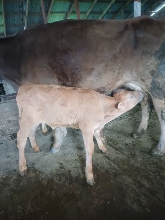 Бұзаулар сатылады