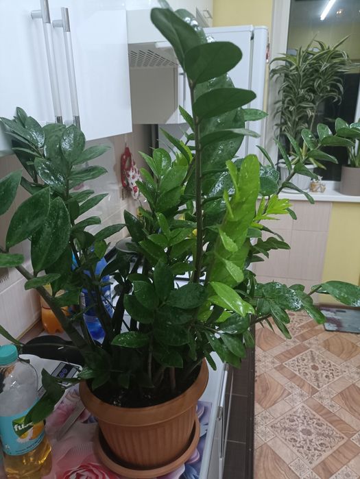 Замиокулькас, Долларовое дерево, 80 см