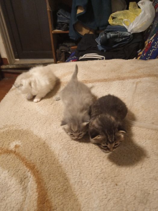 Бесплатно, отдадим б