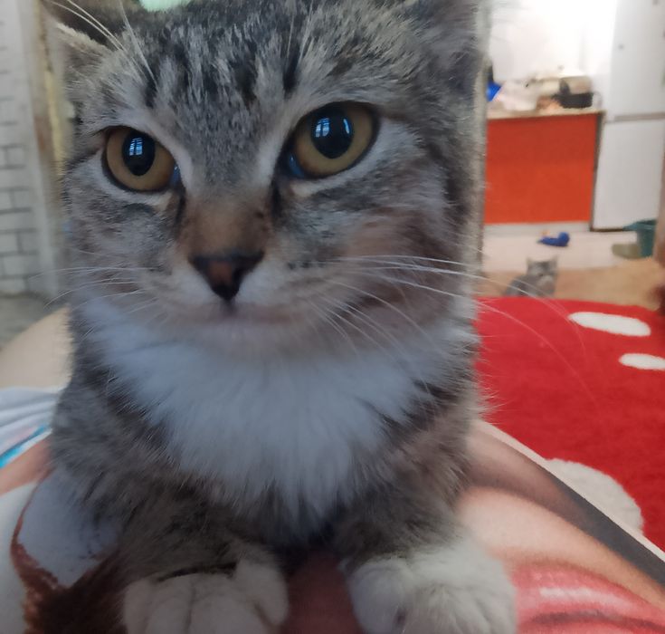 Отдам котят в добрые руки