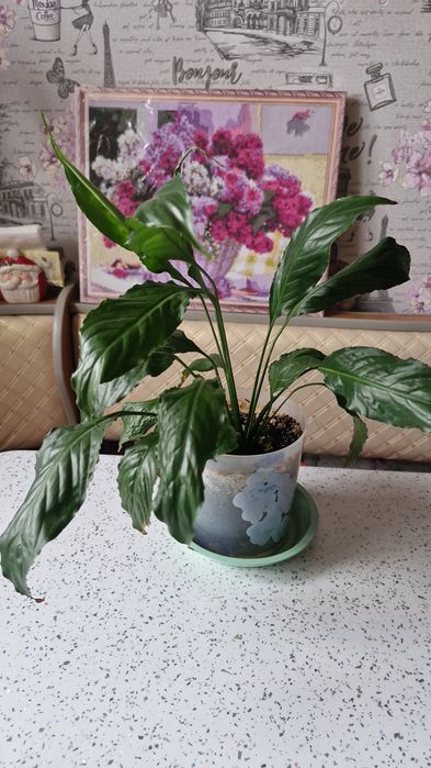 Продам цветы домашние