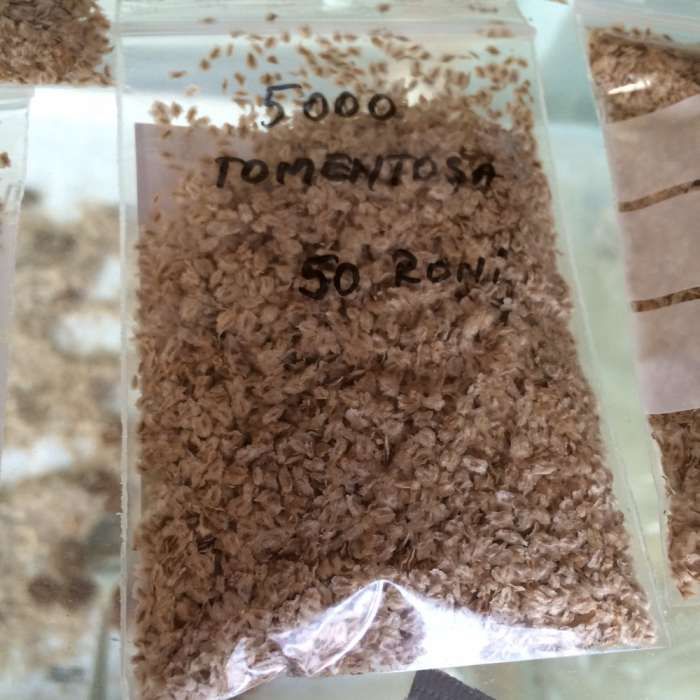 vand seminte de paulownia elongata(soi de baza, aclimatizat in Romania