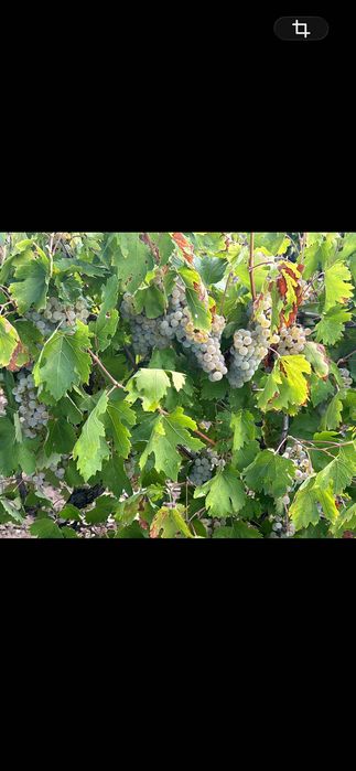 Struguri de vin