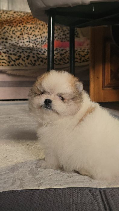 Шпиц померанский девочка и мальчик