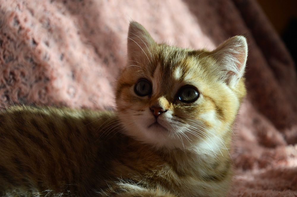 Златни и сребърни чинчили