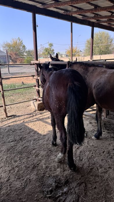 Жағдайлары жаксы