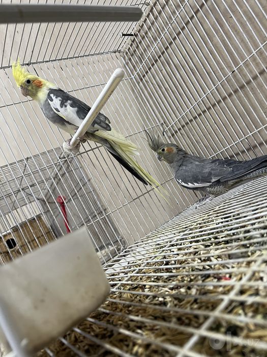 Karela sotiladi tayyor juft