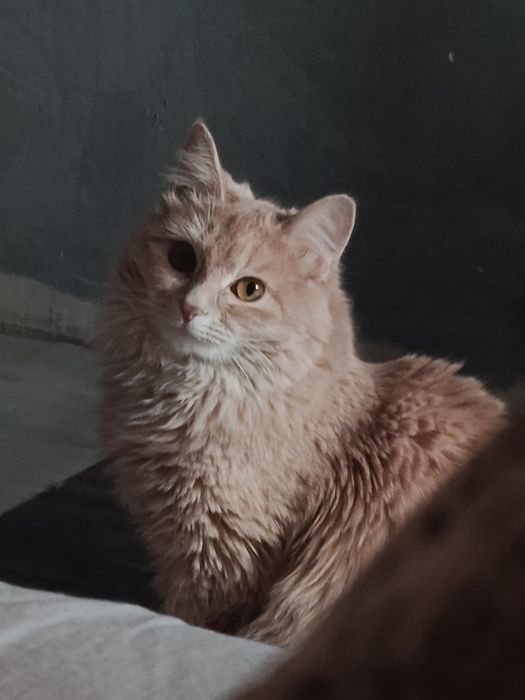 СРОЧНО отдам кошку в добрые руки!