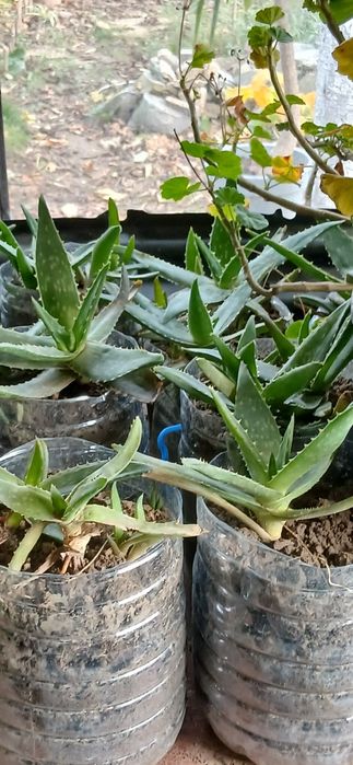 Aloe vera cu frunze suculente