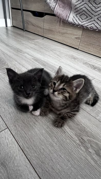 Отдам котят в надежные руки