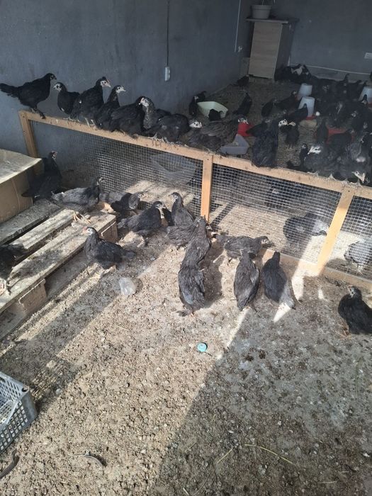 Qora shaxzoda nomli Jojalar Кора шахзода номли жужалар