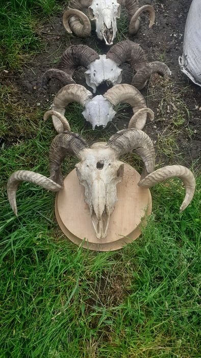 Vând trofee de berbec de diferite mărimi