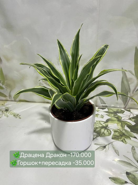 Сансевиерии разных сортов и размеров.