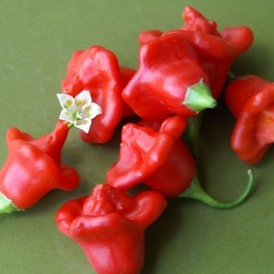 Рассада острого перца