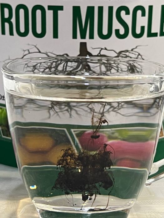 O'simlik uchun o'g'it | Root muscle