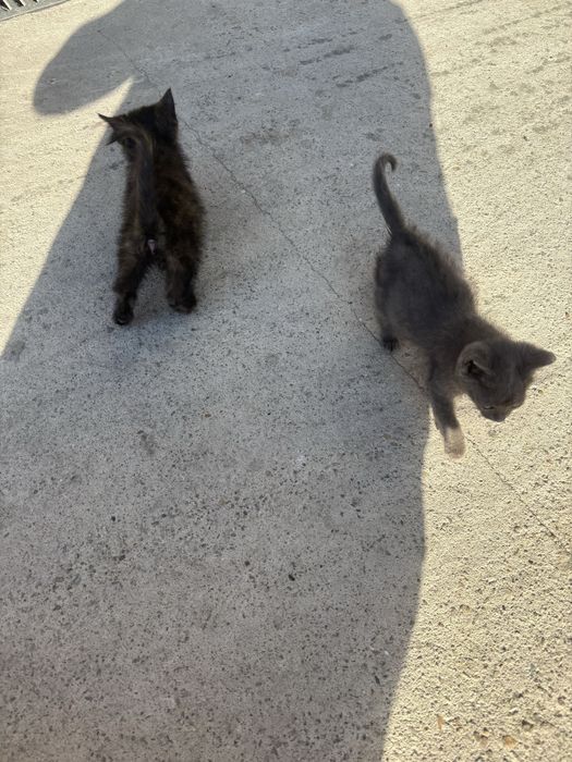 Donez /Ofer spre adopție 3 pisicuțe superbe