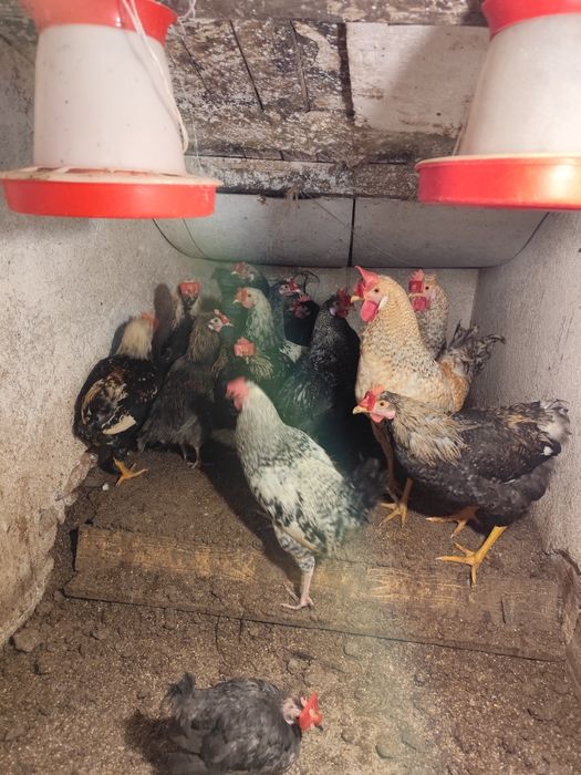 Петли за курбан и  разплод