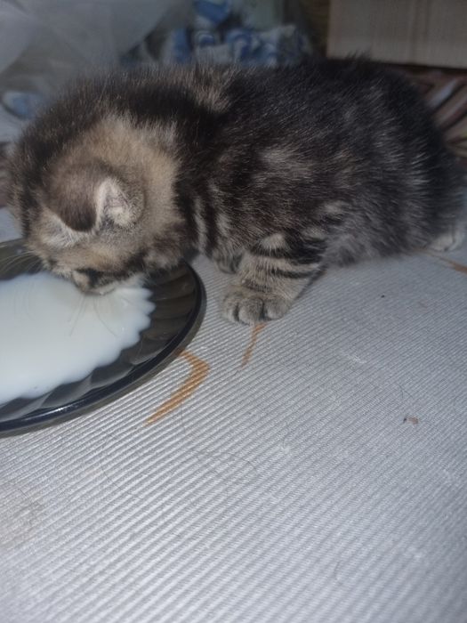 Продам милейших котят