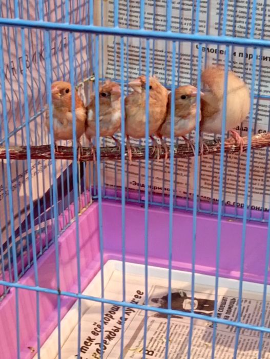 Амадины Японские...