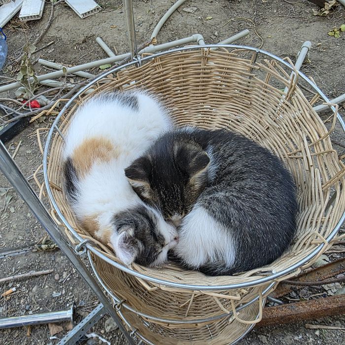 Котята в добрые руки (остались мальчик и девочка)