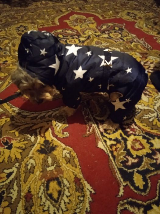 Одежда для собак